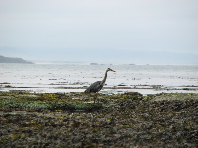 Great Blue Heron